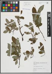 Foto von Salix appendiculata Vill.